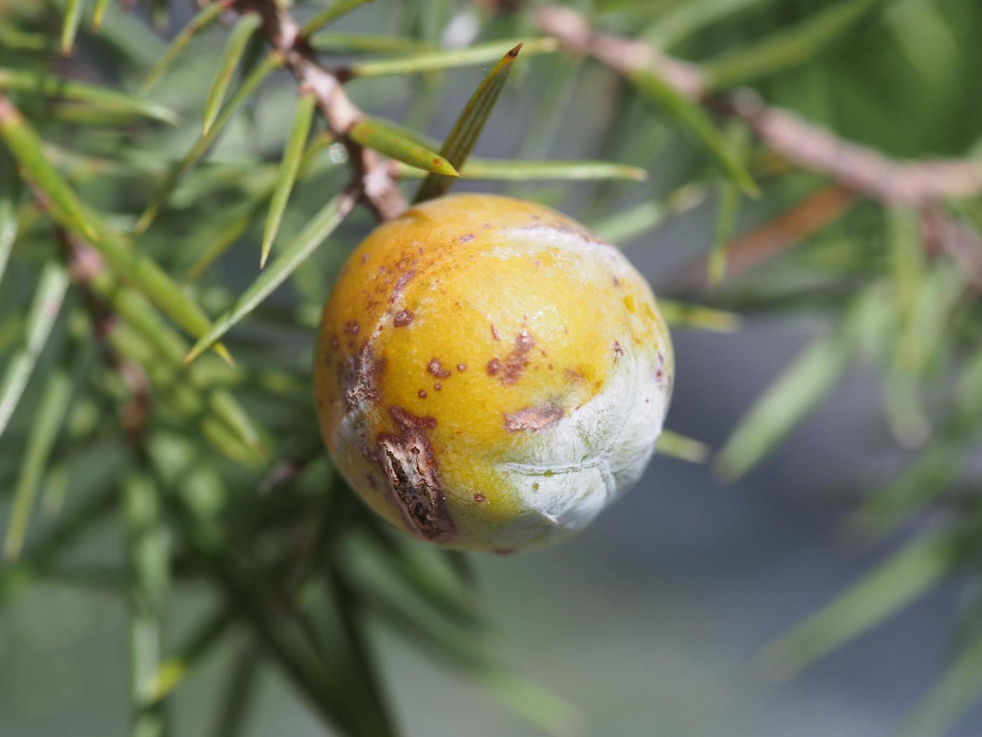 Juniper, Prickly fruit